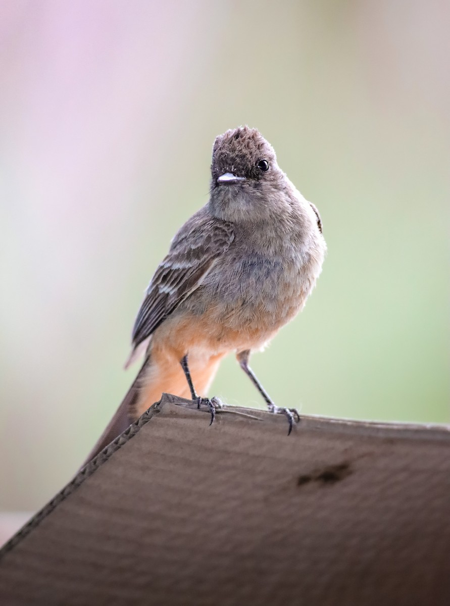 Say's Phoebe - Andrew Thomas 🦅🪶