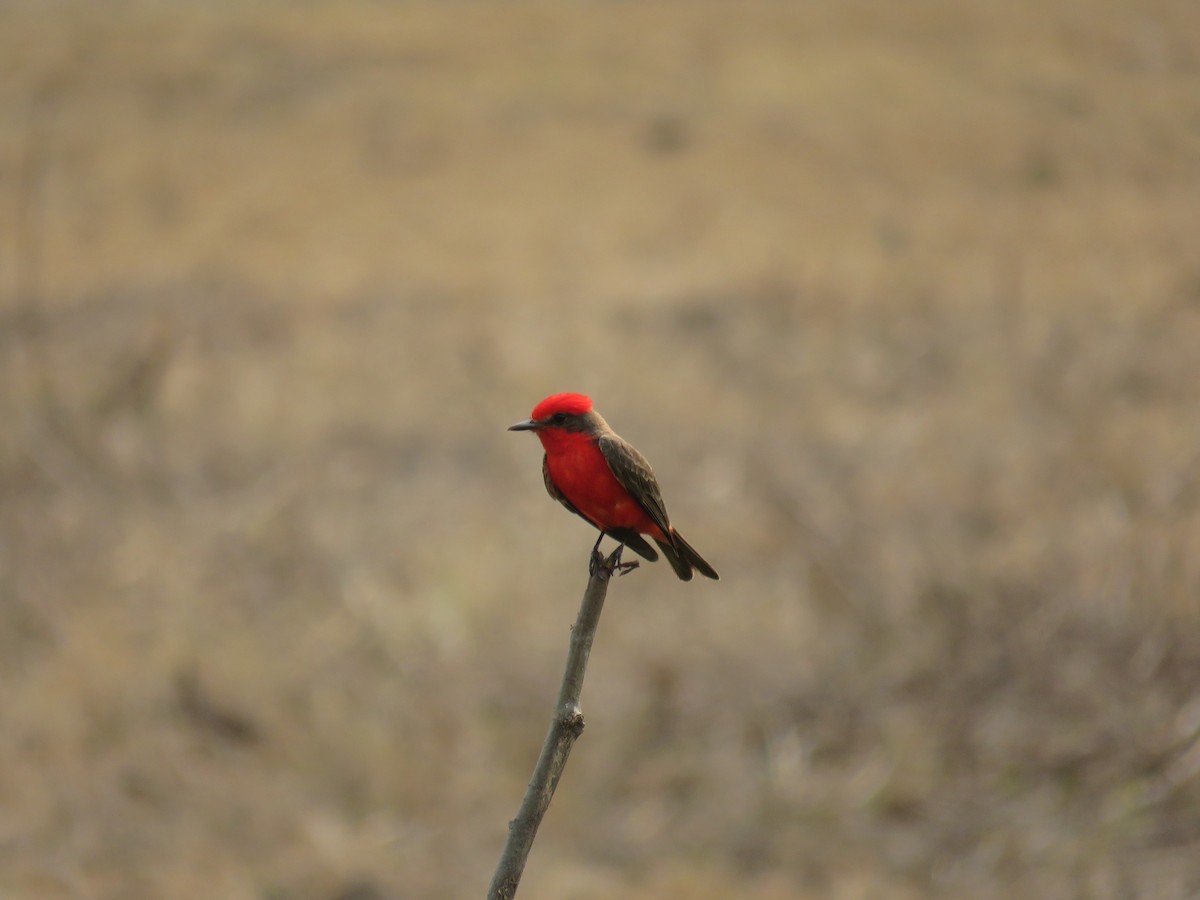 Vermilion Flycatcher - Sam Holcomb