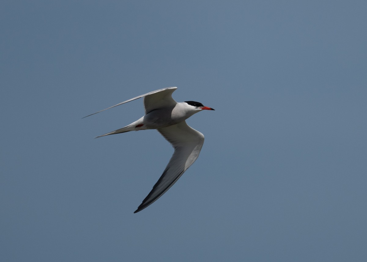 Common Tern - Sheila and Ed Bremer