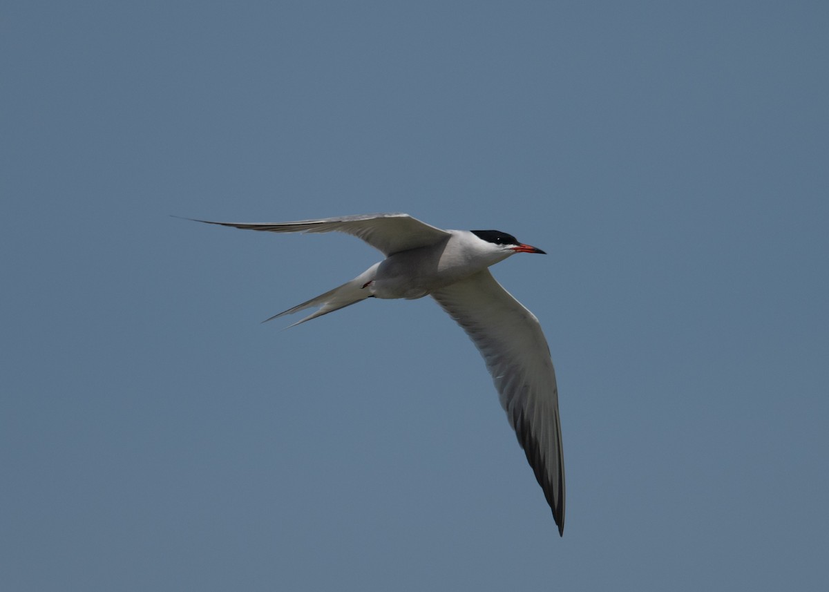 Common Tern - Sheila and Ed Bremer