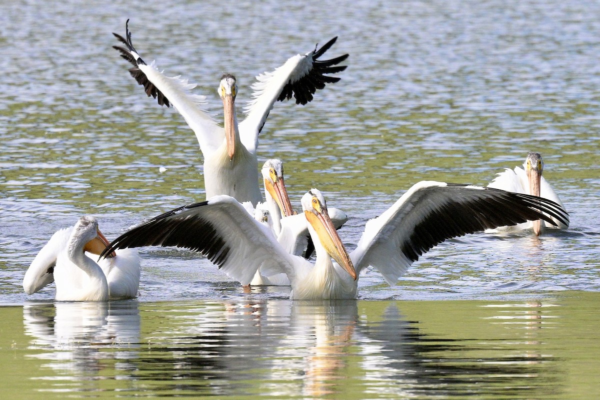 American White Pelican - Laurie Kleespies