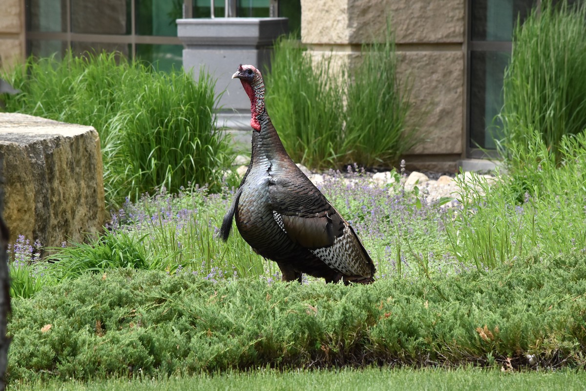 Wild Turkey - Marty Hoag