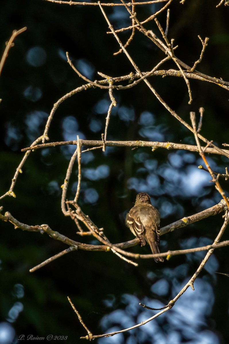 Western Wood-Pewee - Paul Roisen