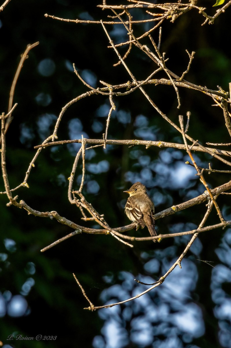 Western Wood-Pewee - Paul Roisen