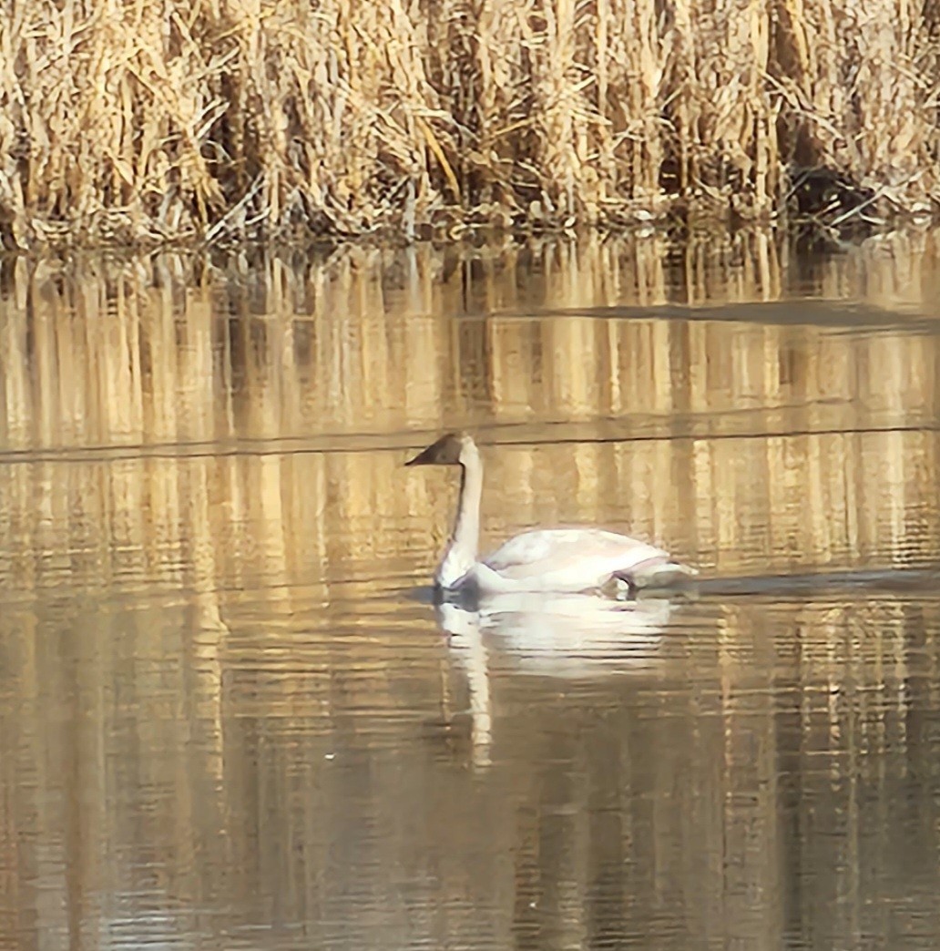 Tundra Swan - Nancy Cox