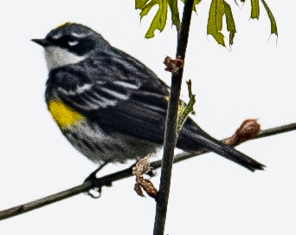 Yellow-rumped Warbler (Myrtle) - Lynn Chapman