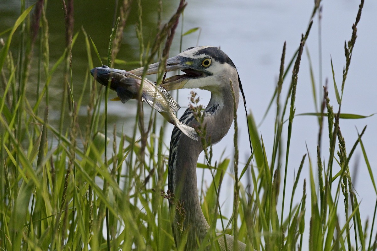 Great Blue Heron - Laurie Kleespies