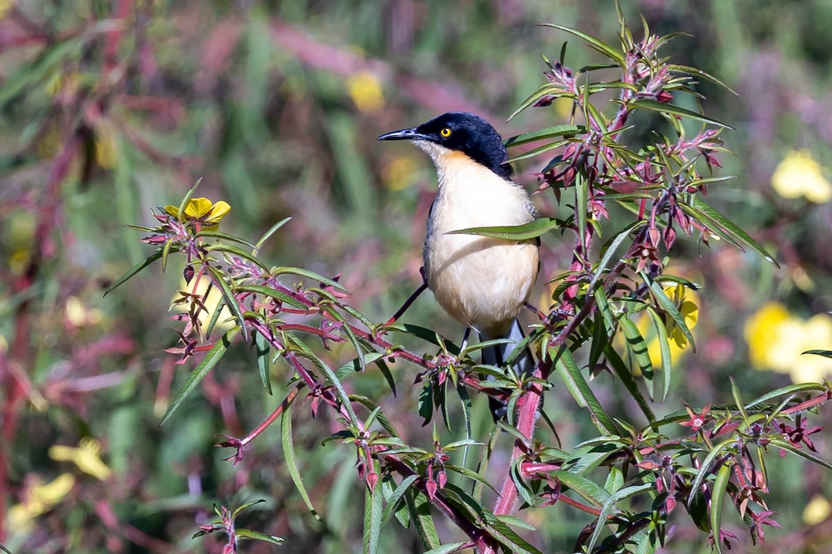 Black-capped Donacobius - Fernando Calmon