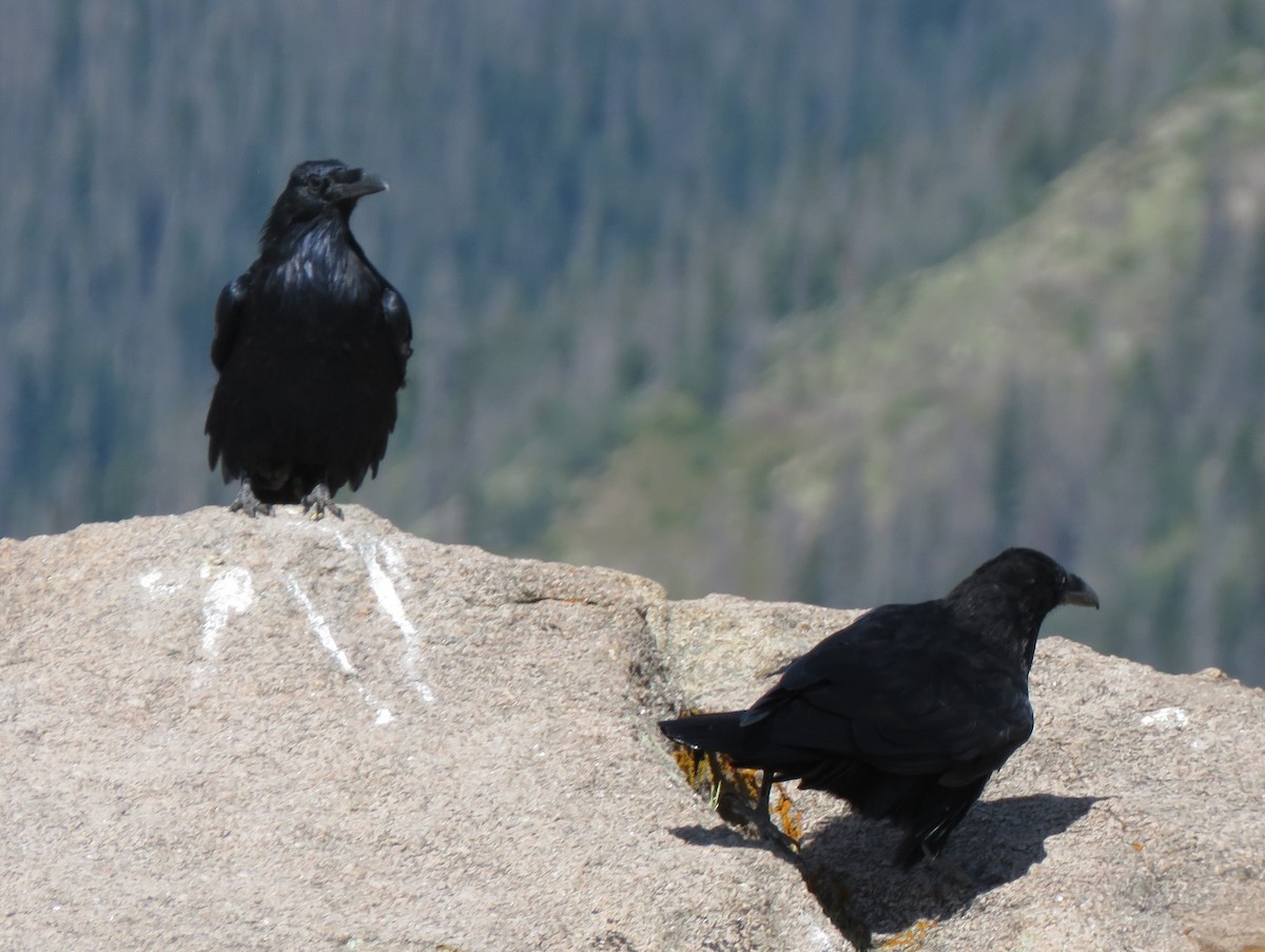 Common Raven - ML619586965