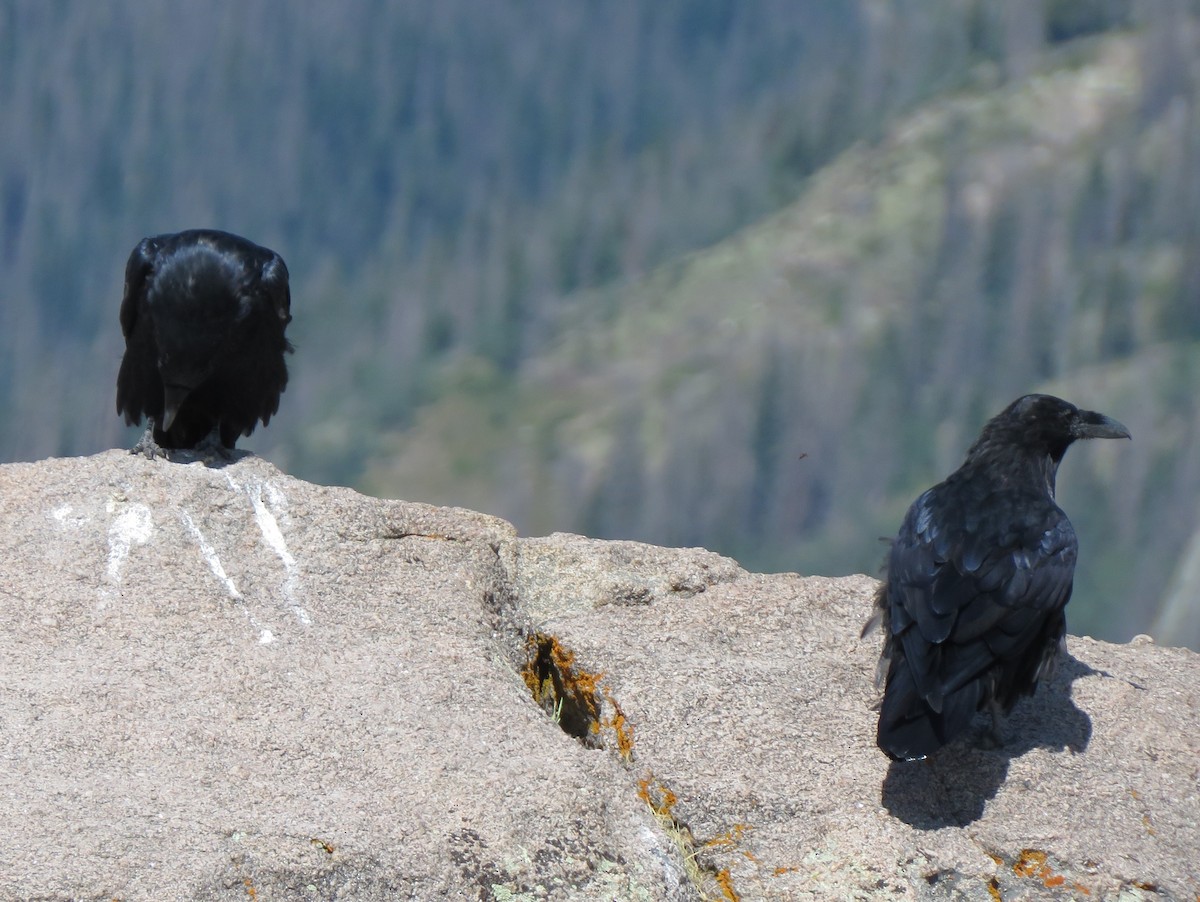 Common Raven - ML619586966