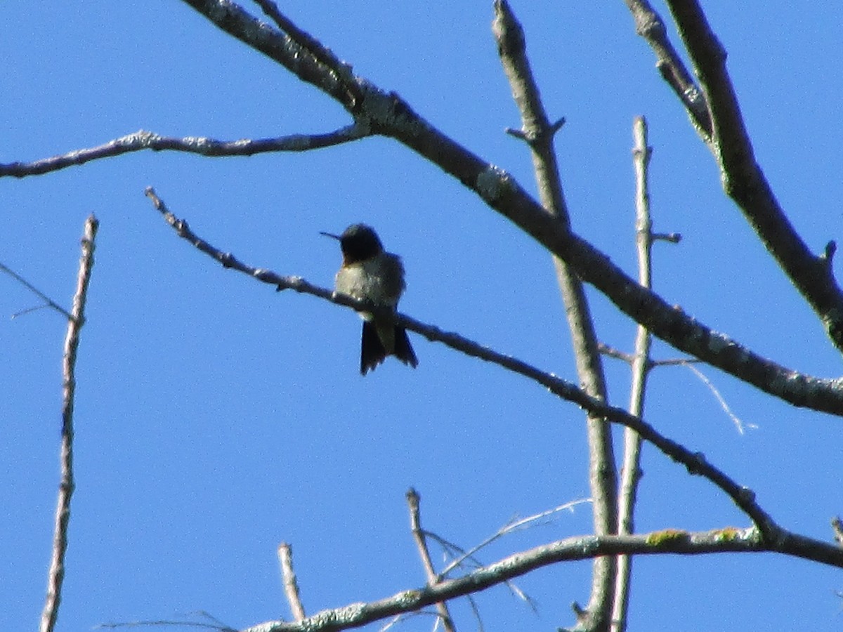 Ruby-throated Hummingbird - Aditya Bhaskar