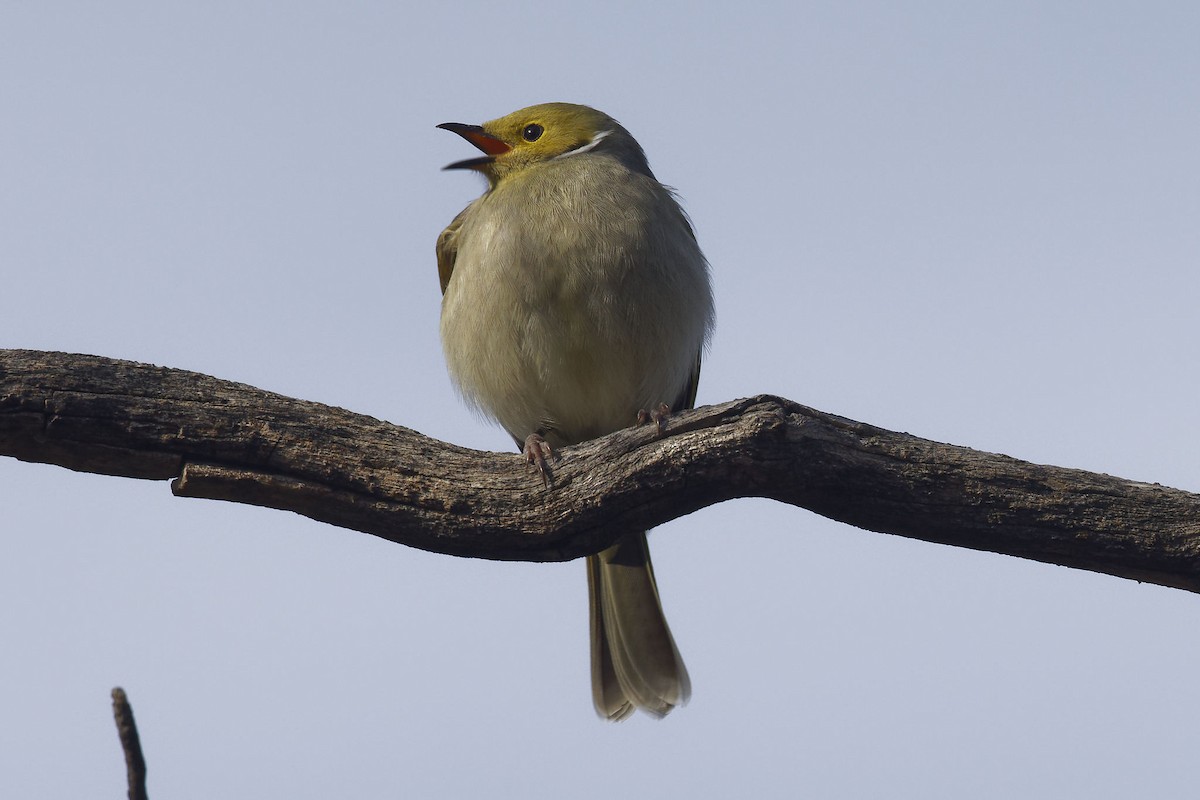 White-plumed Honeyeater - Paul Barden