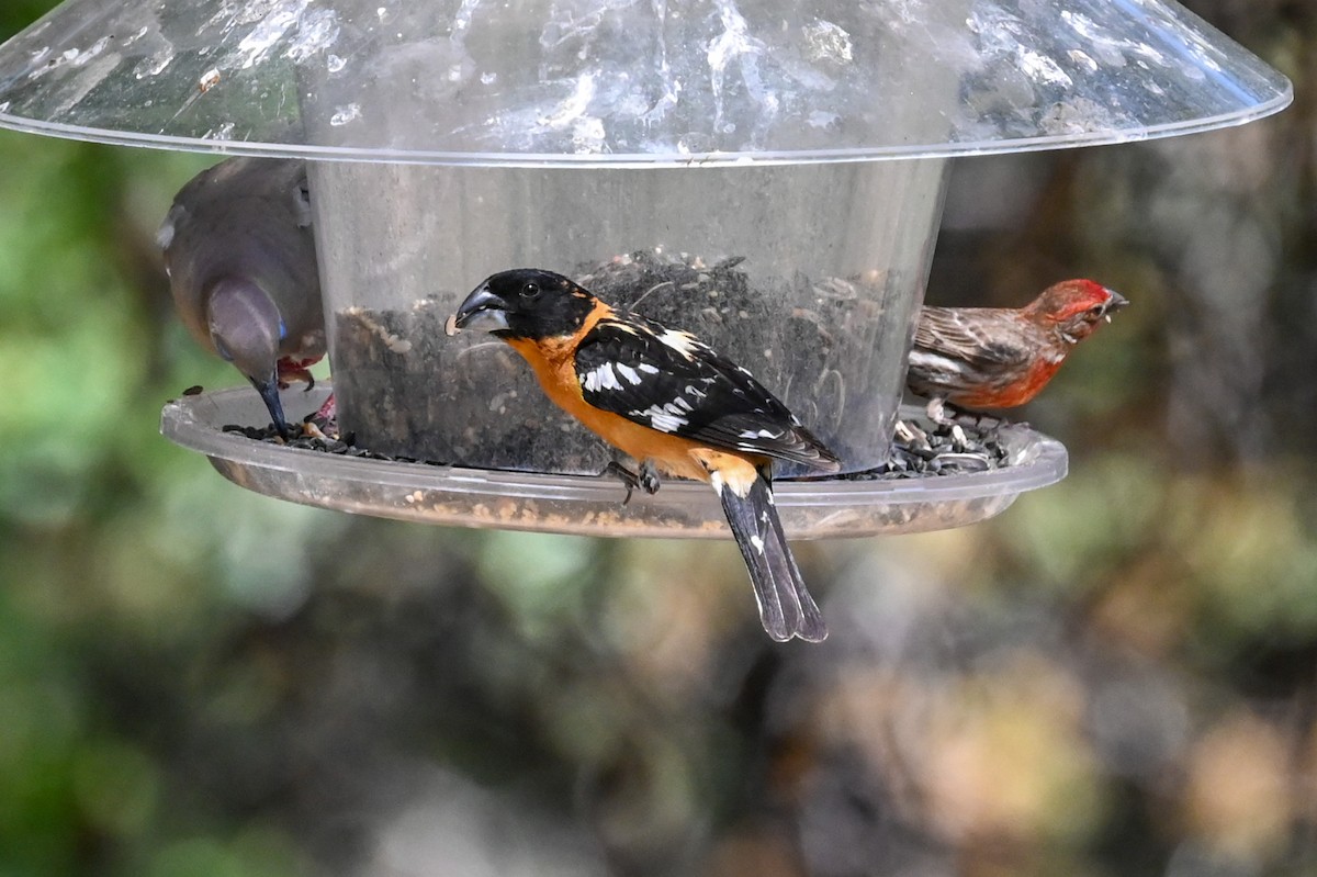 Black-headed Grosbeak - Carrie Gelsey