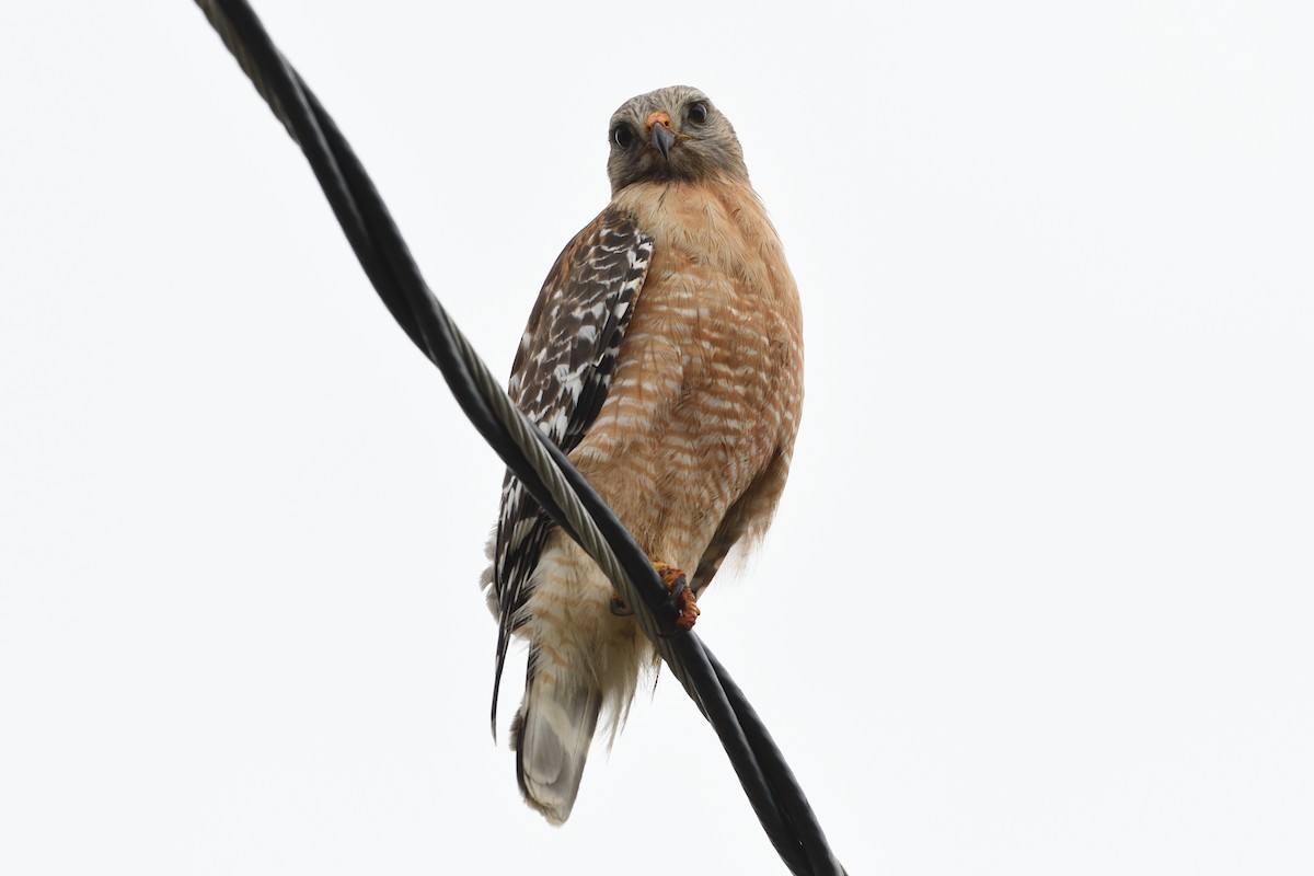 Red-shouldered Hawk - ML619586973