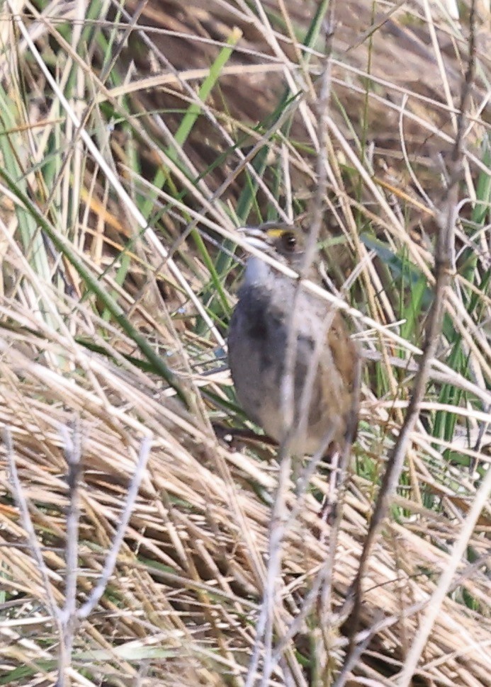 Seaside Sparrow - Betsy Staples