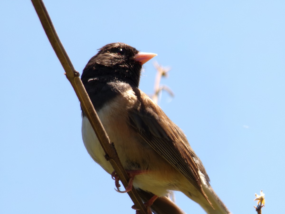 Dark-eyed Junco - ML619586980