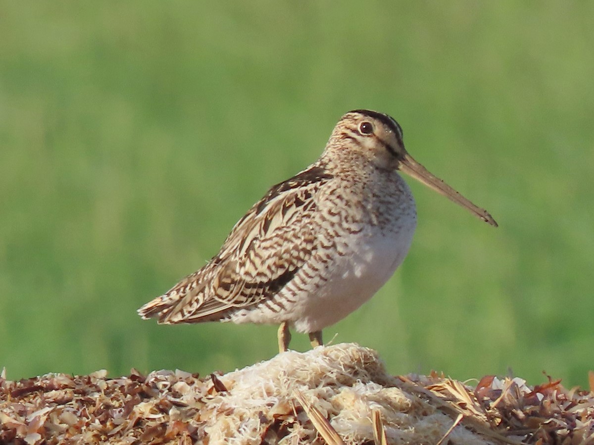 Latham's Snipe - ML619586981