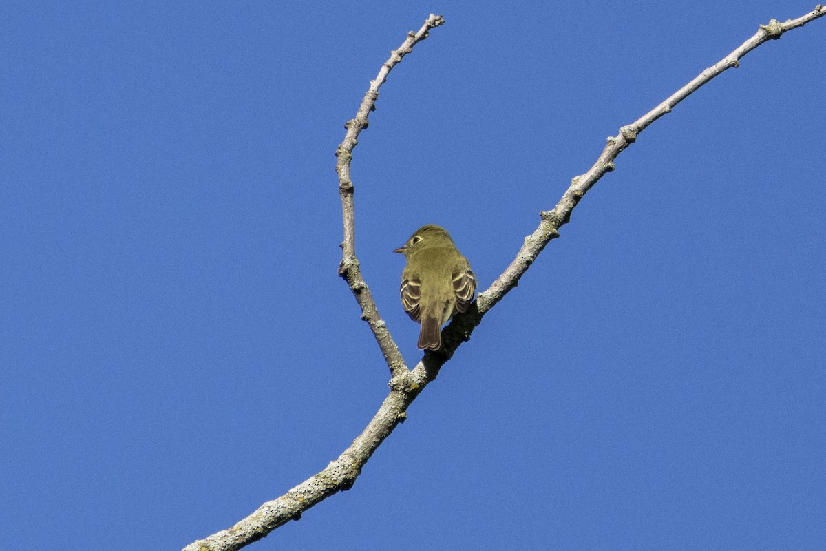 Yellow-bellied Flycatcher - Alex O’Brien