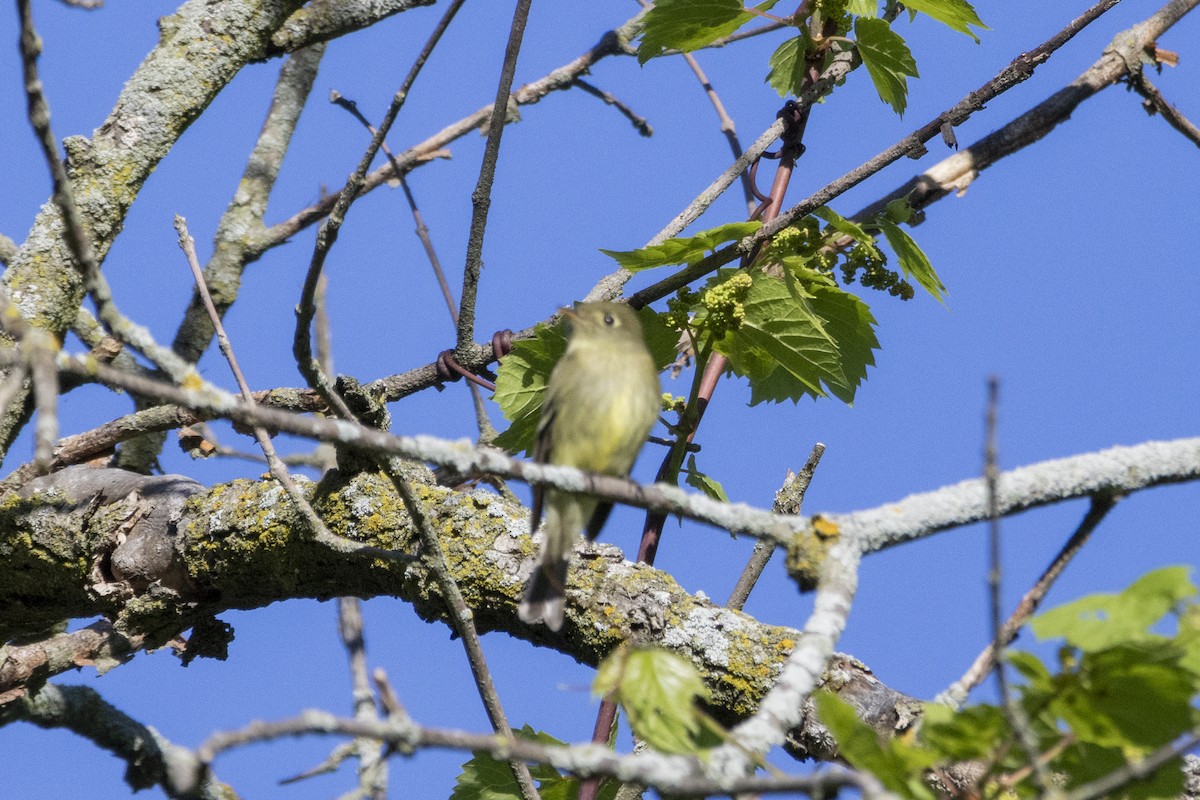 Yellow-bellied Flycatcher - ML619586983