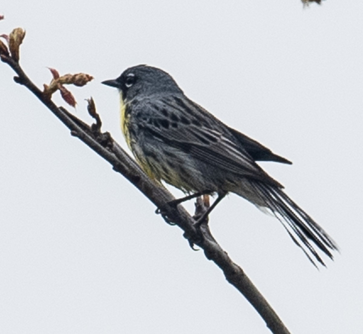 Kirtland's Warbler - Lynn Chapman