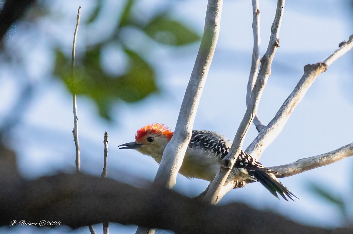 Red-bellied Woodpecker - Paul Roisen