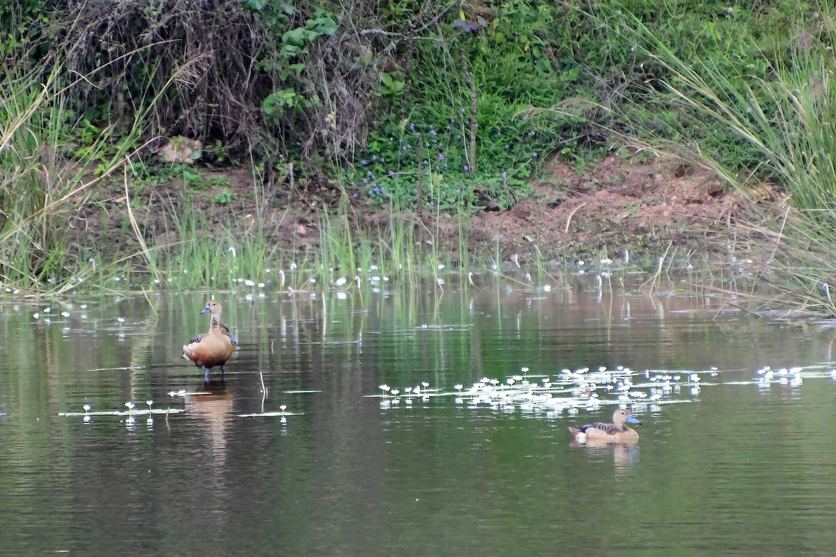 Lesser Whistling-Duck - Eileen Gibney