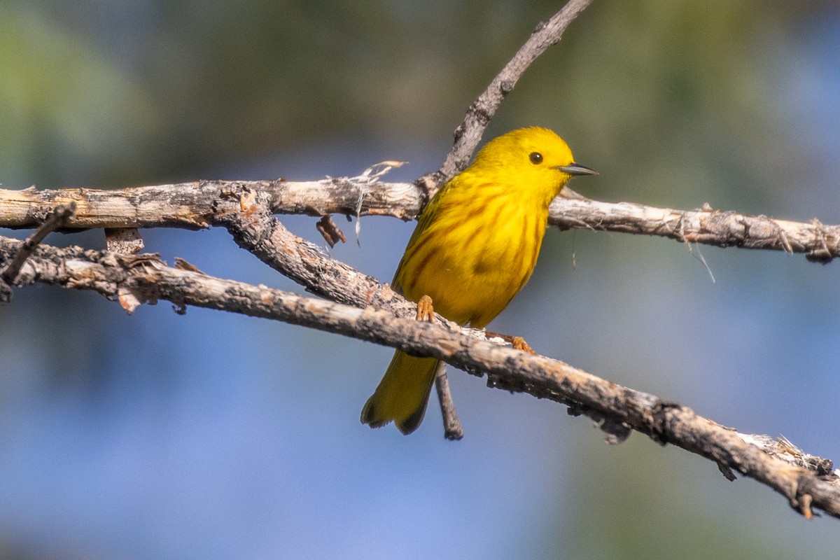 Yellow Warbler - Chris Petrizzo