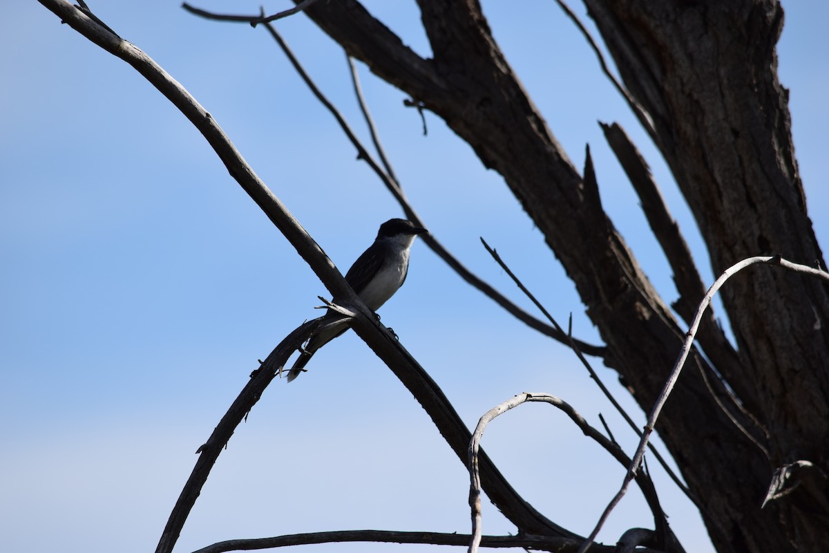 Sage Thrasher - Daniel Edwards