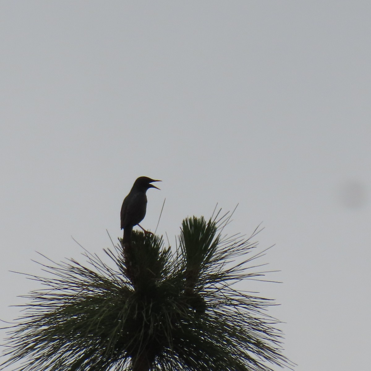 European Starling - ML619587001