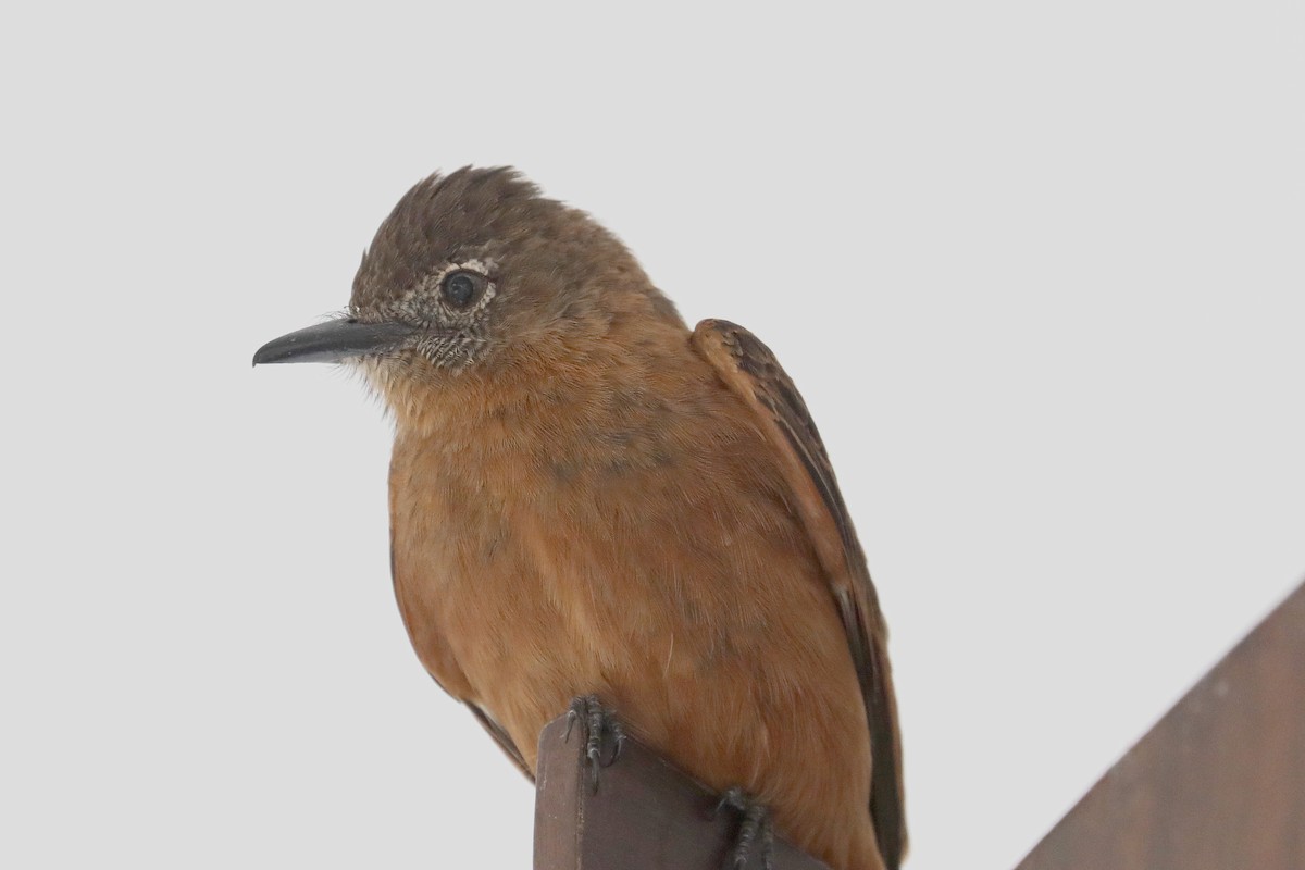 Cliff Flycatcher - ML619587004