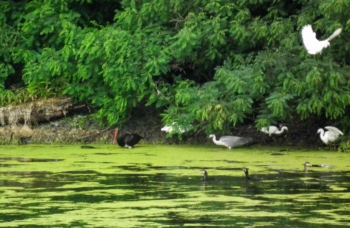 Black Stork - ML61958701