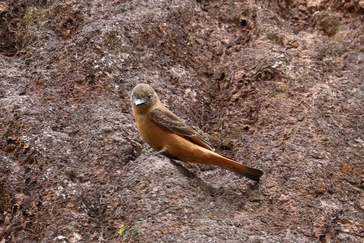 Cliff Flycatcher - Stephen Gast