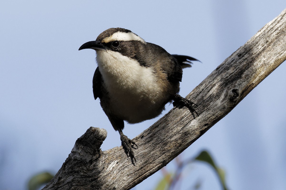 White-browed Babbler - ML619587013