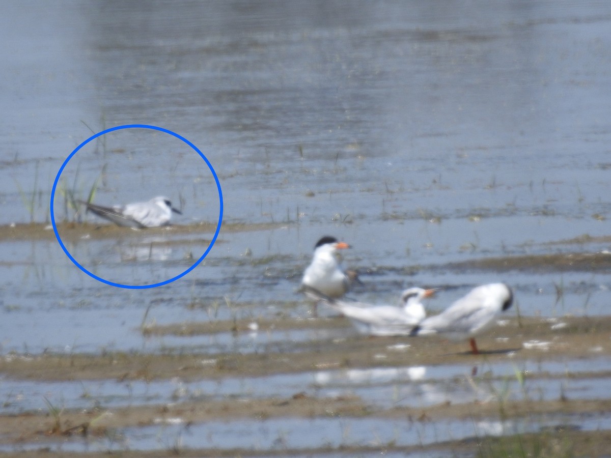 tern sp. - Laura Mae