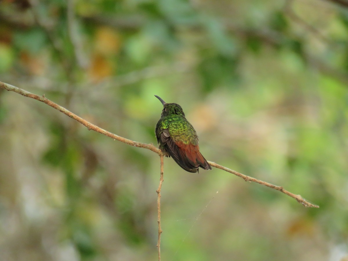 Rufous-tailed Hummingbird - Sam Holcomb