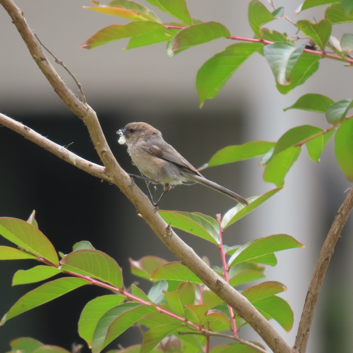 Bushtit - Brian Nothhelfer