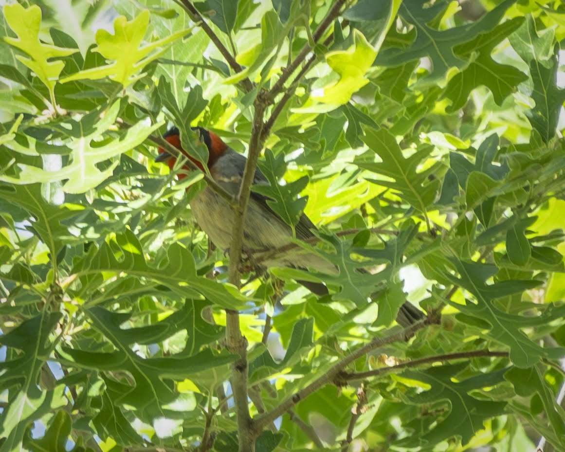 Red-faced Warbler - Marie Ostrander