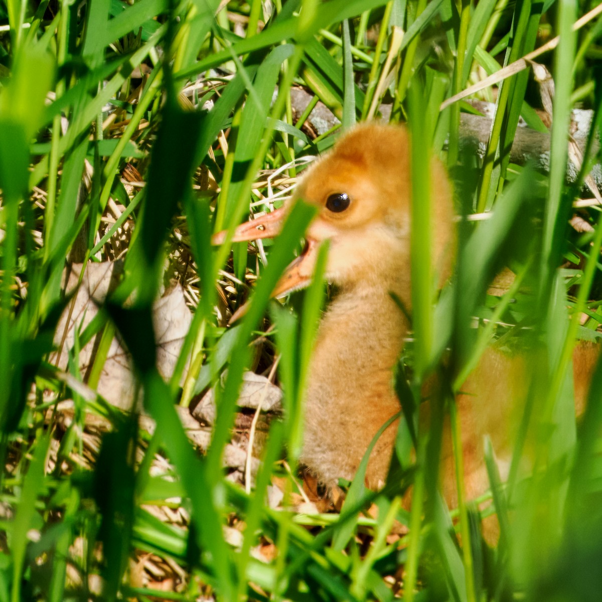 Sandhill Crane - Steven Meisel