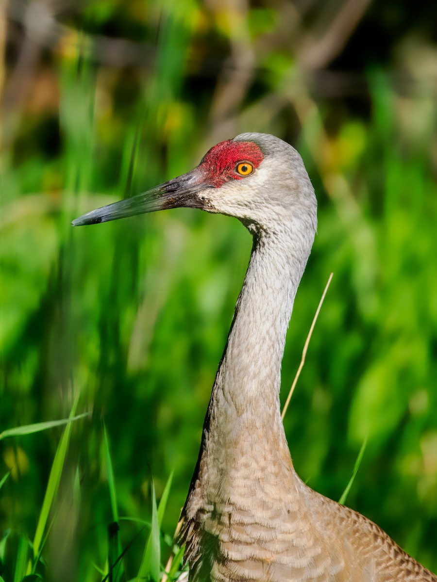 Sandhill Crane - Steven Meisel