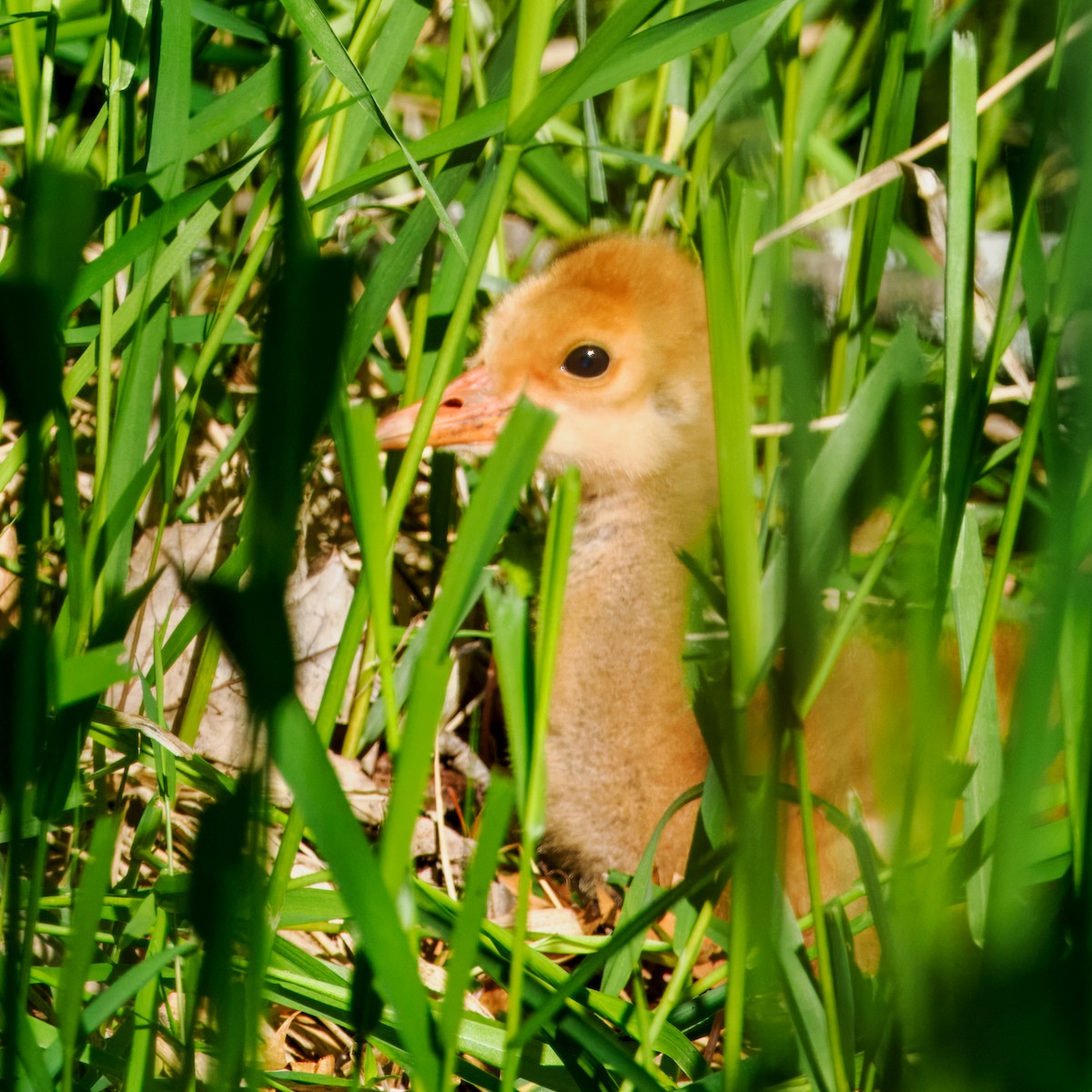 Sandhill Crane - Steven Meisel