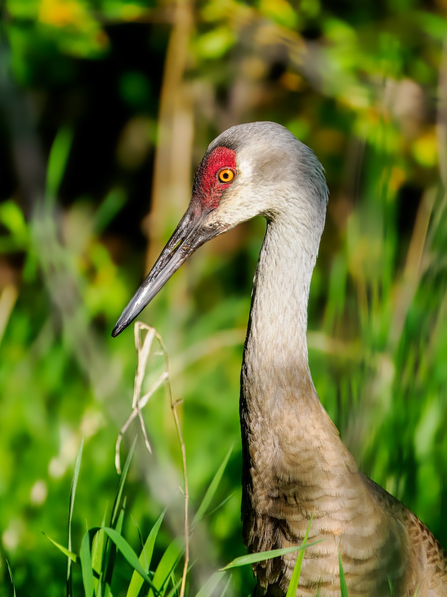 Sandhill Crane - Steven Meisel