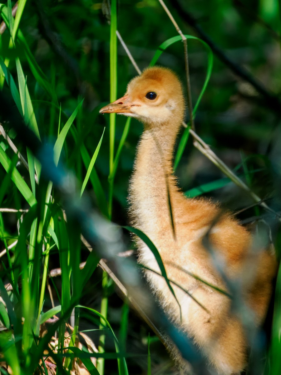 Sandhill Crane - Steven Meisel