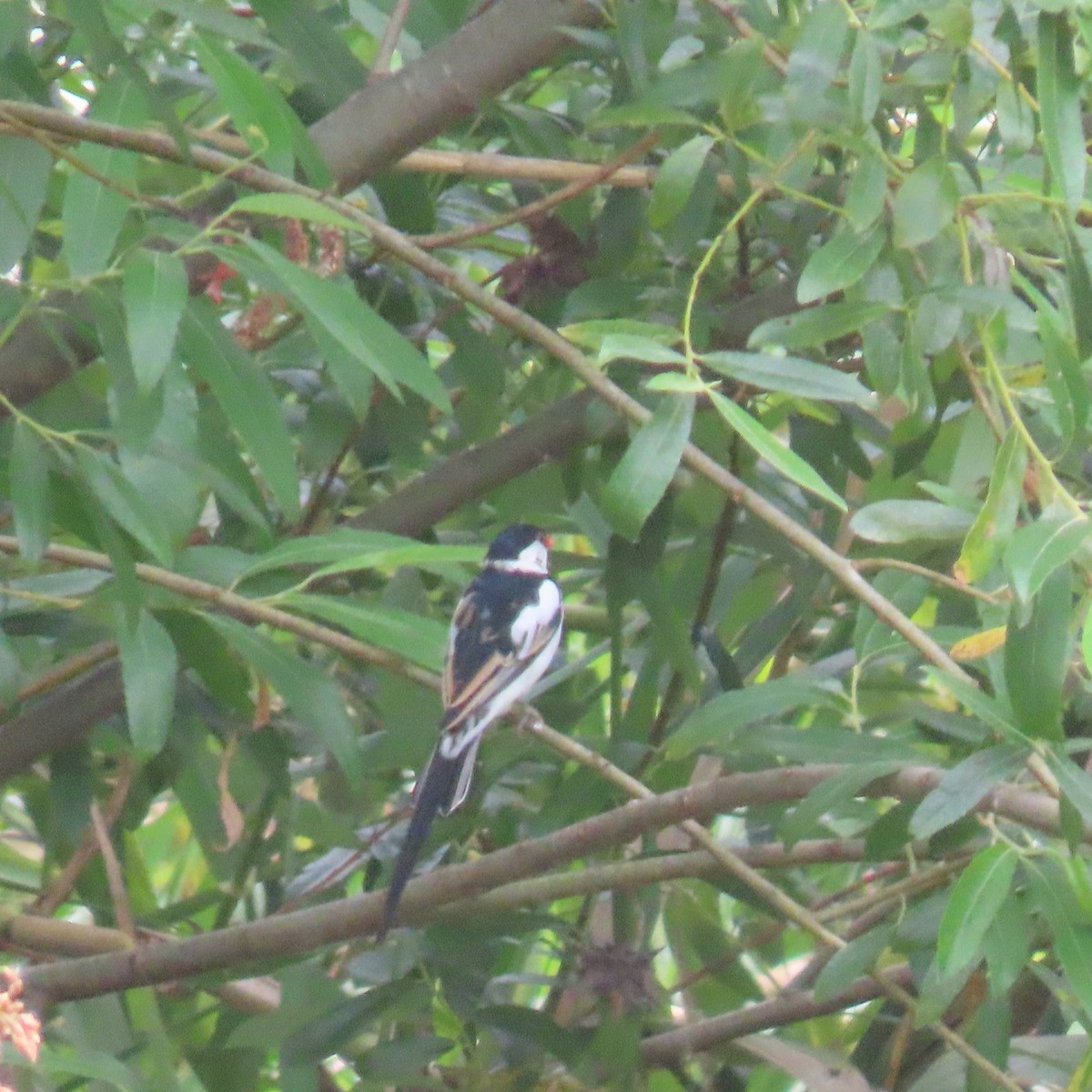 Pin-tailed Whydah - Brian Nothhelfer