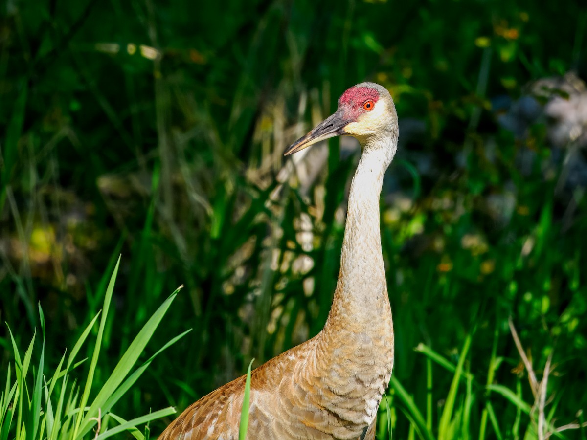 Sandhill Crane - Steven Meisel