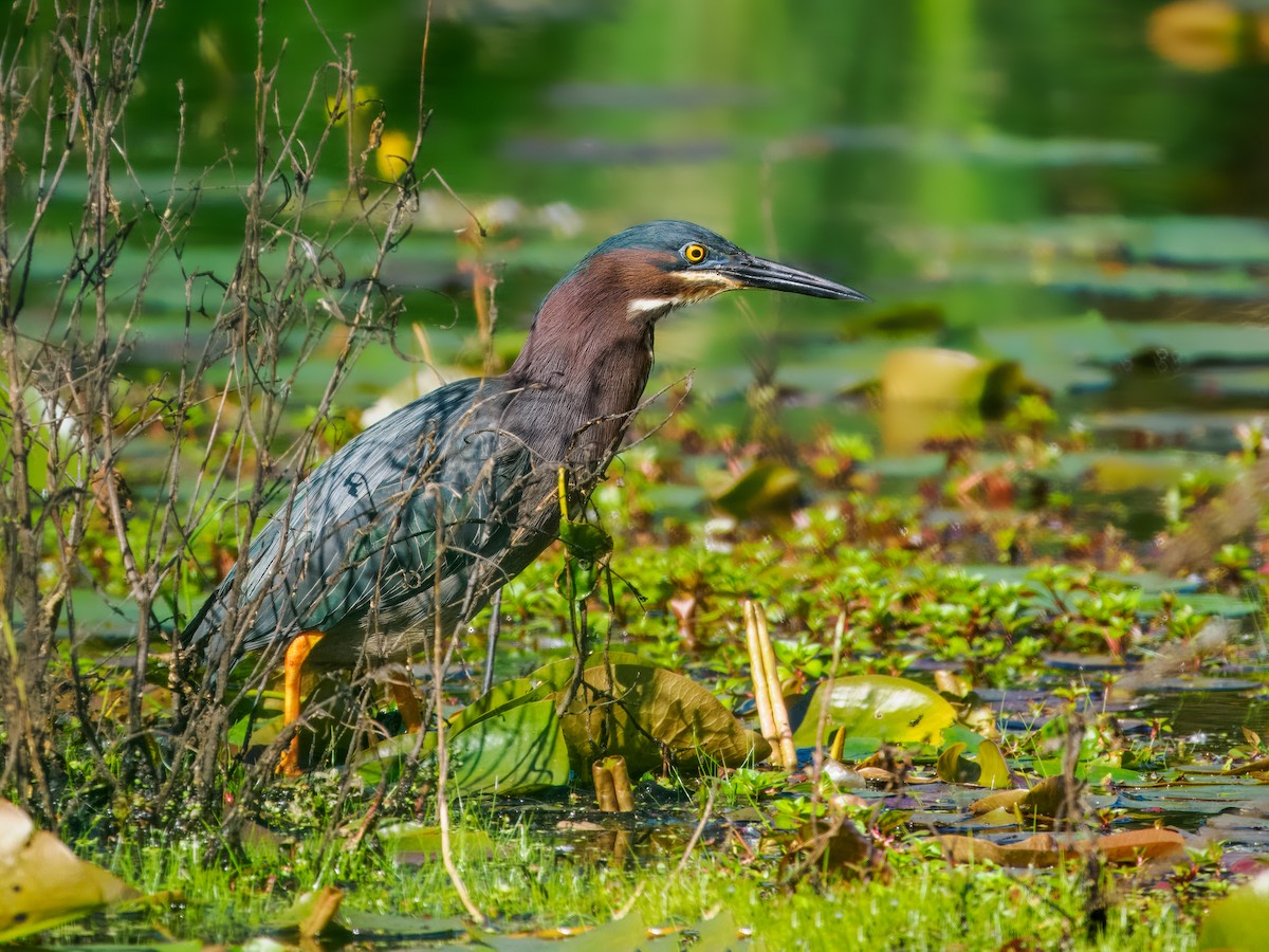 Green Heron - Steven Meisel