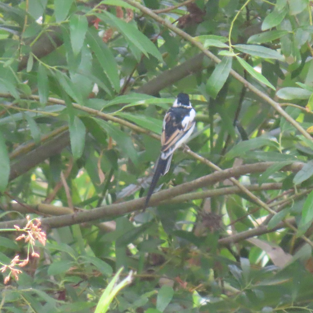 Pin-tailed Whydah - Brian Nothhelfer