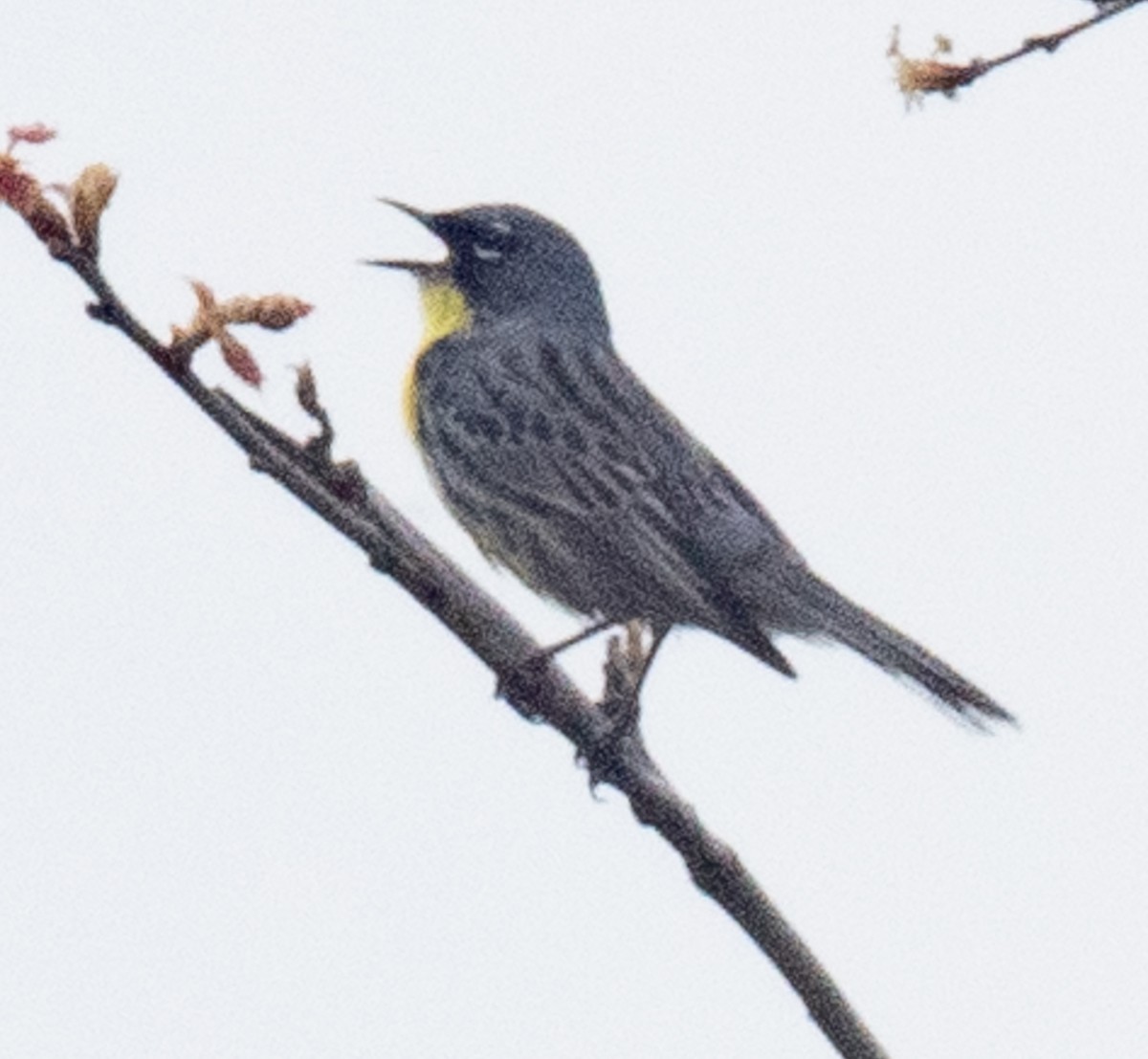 Kirtland's Warbler - Lynn Chapman