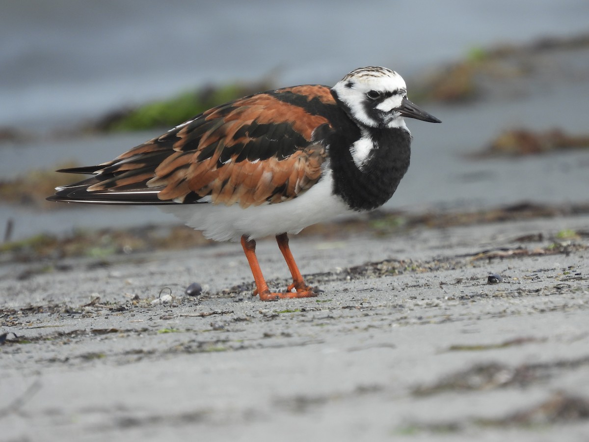 Ruddy Turnstone - Evan Miller