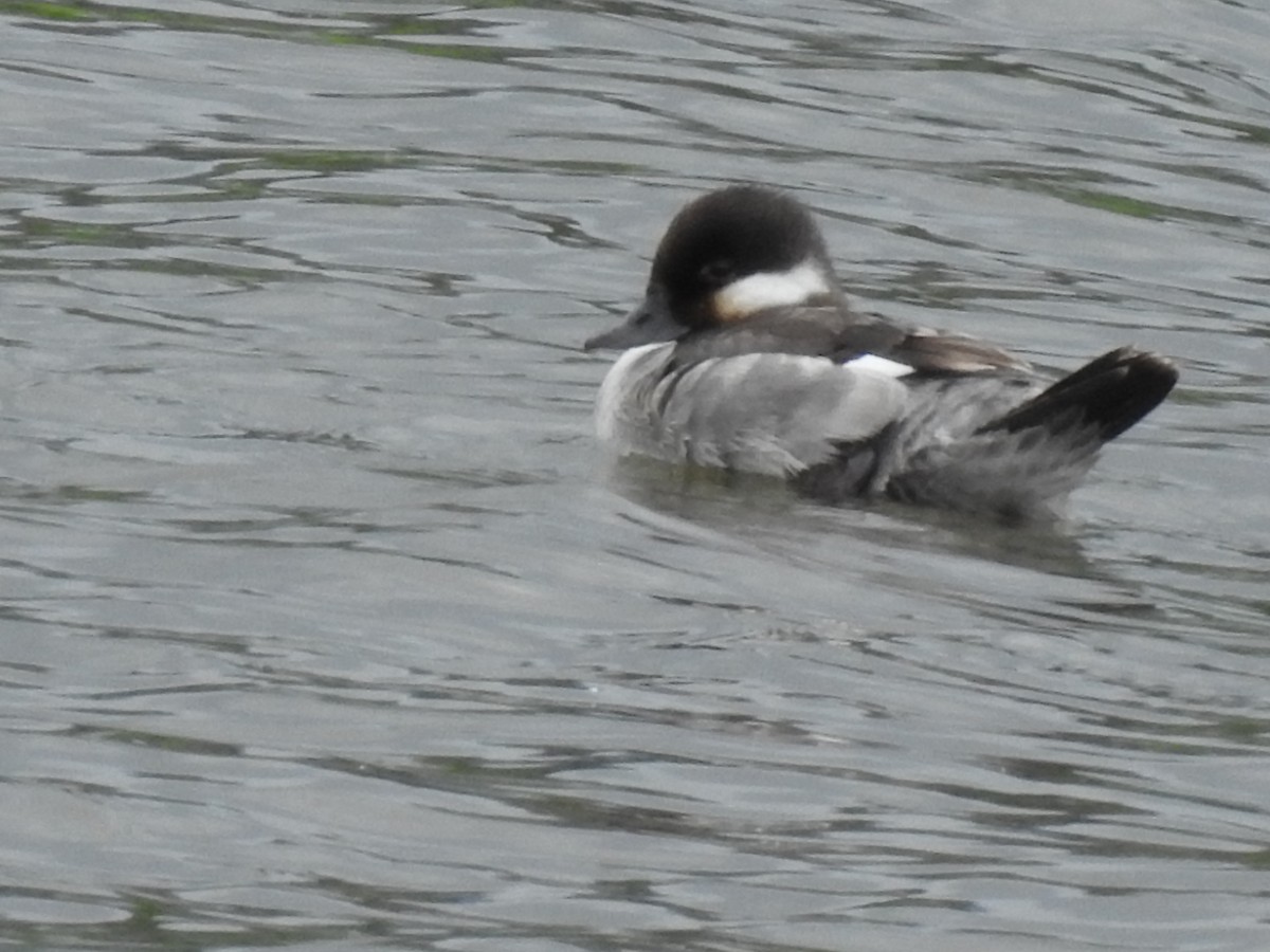 Bufflehead - Doug Mongerson