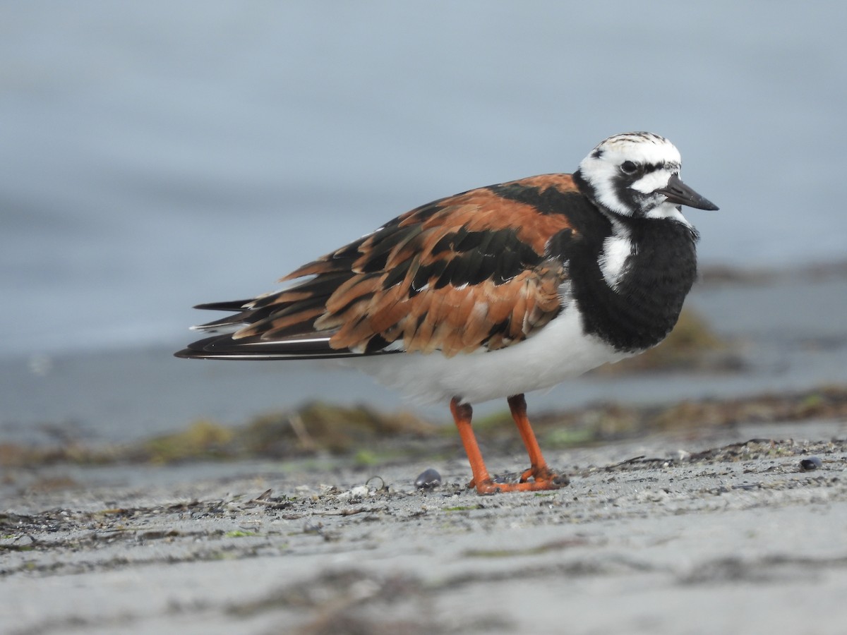 Ruddy Turnstone - Evan Miller